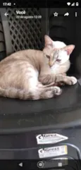 Arya