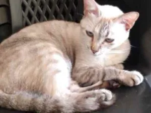 Gato raça Não definida idade 3 anos nome Arya