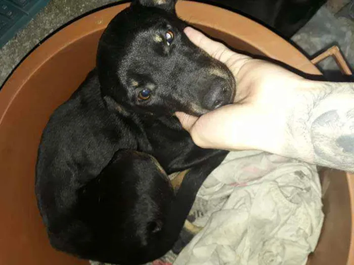 Cachorro ra a Vira-lata  idade 2 a 6 meses nome Patinha 