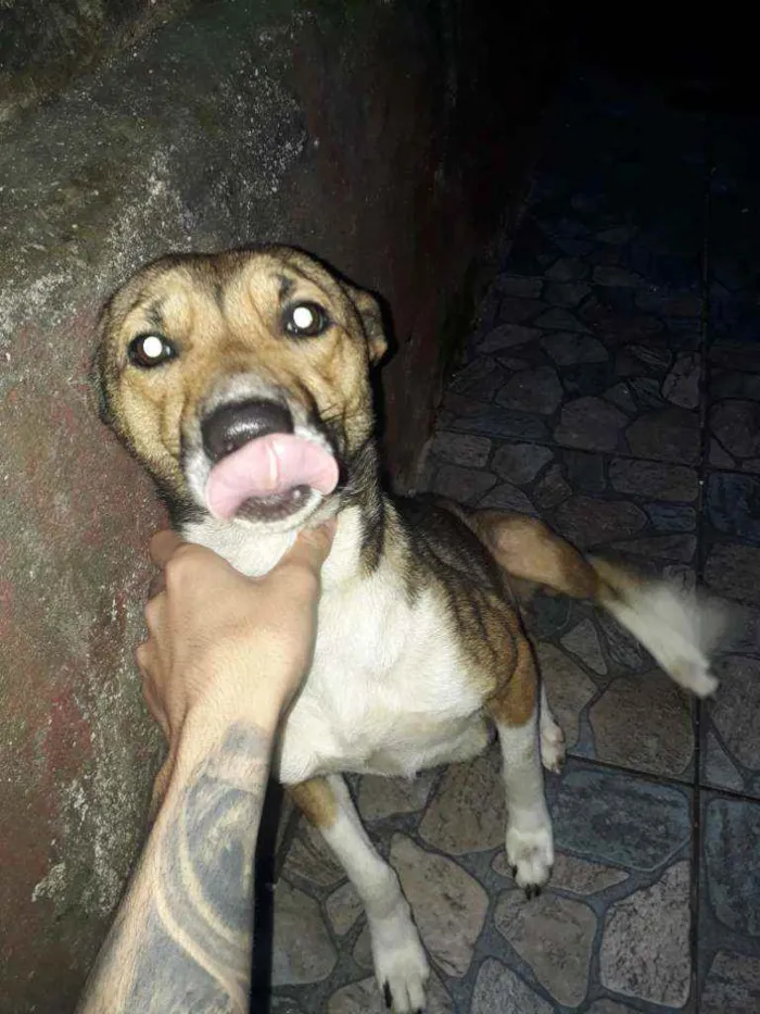 Cachorro ra a Vira-lata  idade 1 ano nome Lola