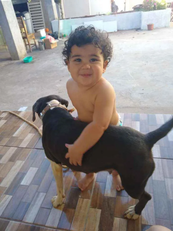 Cachorro ra a Staffordshire  idade 1 ano nome Brisa