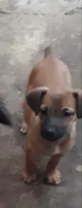 Luluzinha