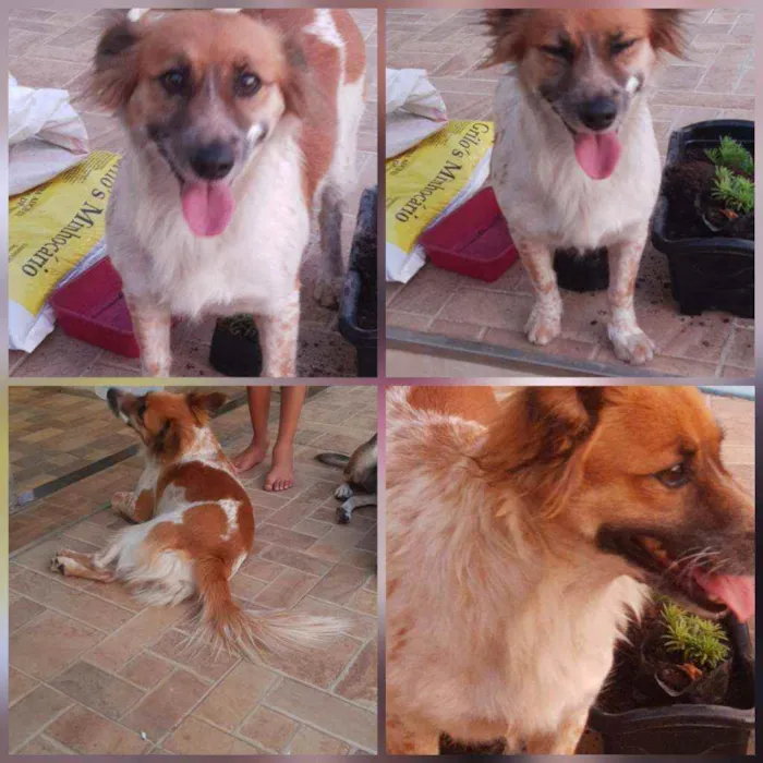 Cachorro ra a SRD idade 1 ano nome Lady Gaga