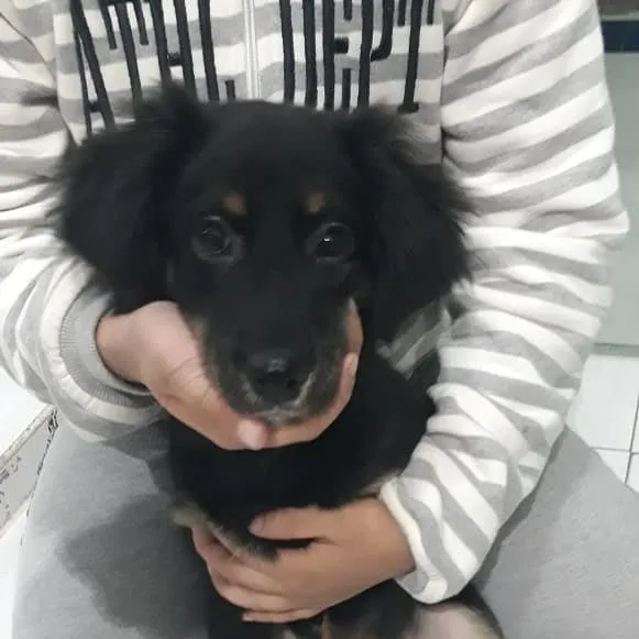 Cachorro ra a mix idade 2 a 6 meses nome teka