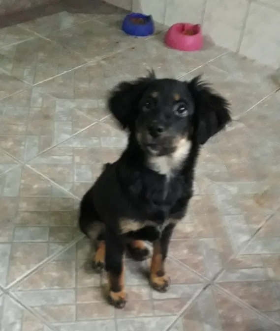 Cachorro ra a mix idade 2 a 6 meses nome teka