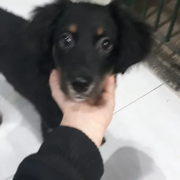 Cachorro ra a mix idade 2 a 6 meses nome teka