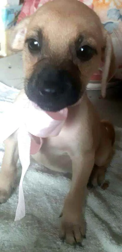 Cachorro ra a  idade 2 a 6 meses nome Filhotes Sueli