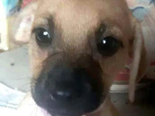 Cachorro ra a  idade 2 a 6 meses nome Filhotes Sueli