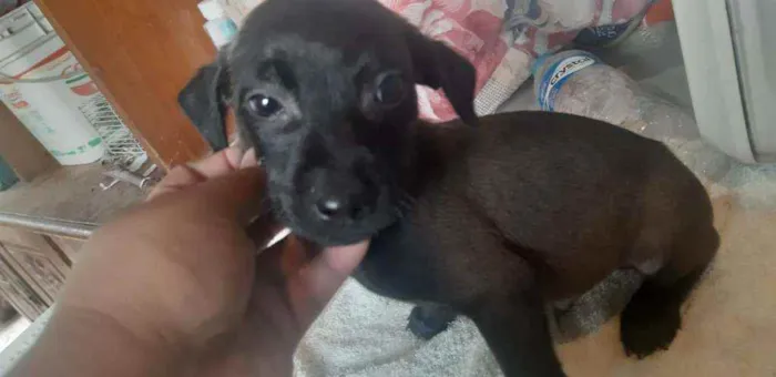 Cachorro ra a  idade 2 a 6 meses nome Filhotes Sueli