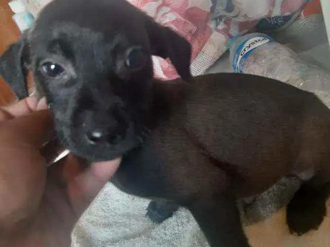 Cachorro ra a  idade 2 a 6 meses nome Filhotes Sueli