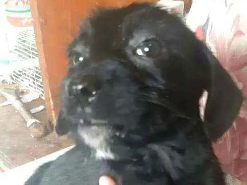 Cachorro ra a  idade 2 a 6 meses nome Filhotes Sueli