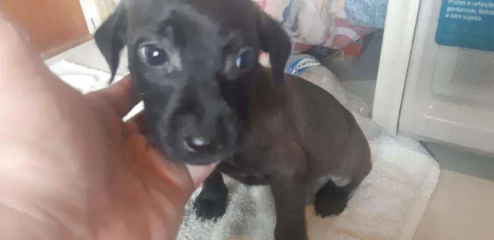 Cachorro ra a  idade 2 a 6 meses nome Filhotes Sueli