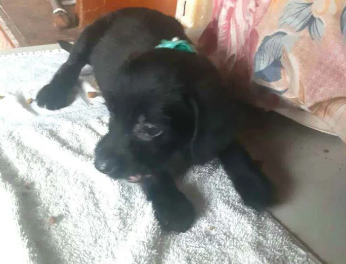 Cachorro ra a  idade 2 a 6 meses nome Filhotes Sueli