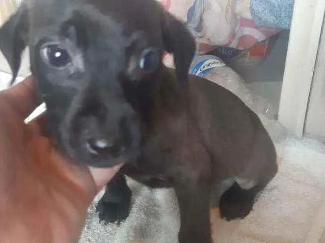 Cachorro ra a  idade 2 a 6 meses nome Filhotes Sueli