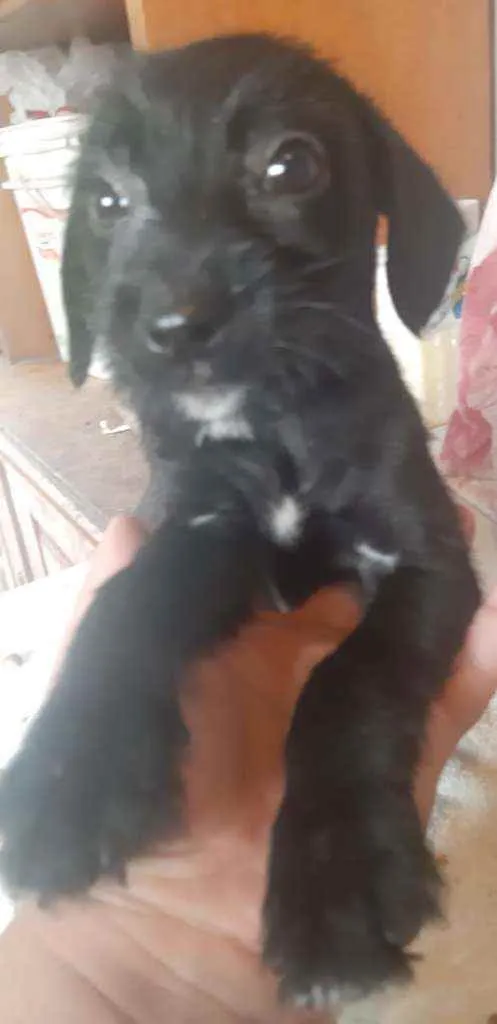 Cachorro ra a  idade 2 a 6 meses nome Filhotes Sueli