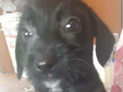Cachorro ra a  idade 2 a 6 meses nome Filhotes Sueli