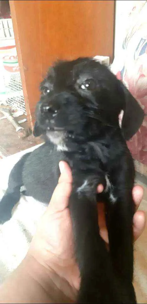 Cachorro ra a  idade 2 a 6 meses nome Filhotes Sueli