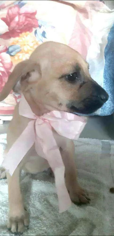 Cachorro ra a  idade 2 a 6 meses nome Filhotes Sueli
