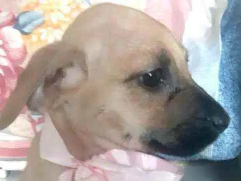 Cachorro ra a  idade 2 a 6 meses nome Filhotes Sueli