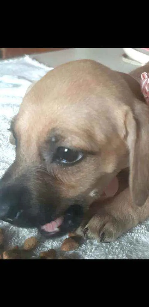 Cachorro ra a  idade 2 a 6 meses nome Filhotes Sueli
