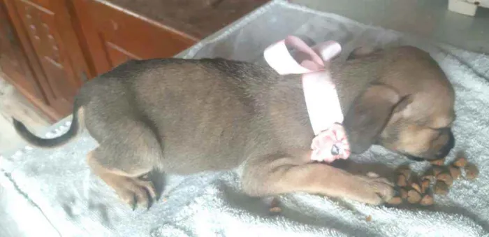 Cachorro ra a  idade 2 a 6 meses nome Filhotes Sueli
