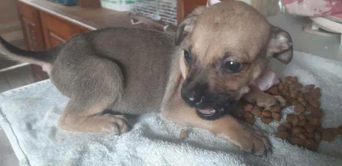 Cachorro ra a  idade 2 a 6 meses nome Filhotes Sueli