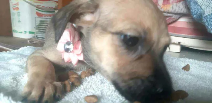 Cachorro ra a  idade 2 a 6 meses nome Filhotes Sueli