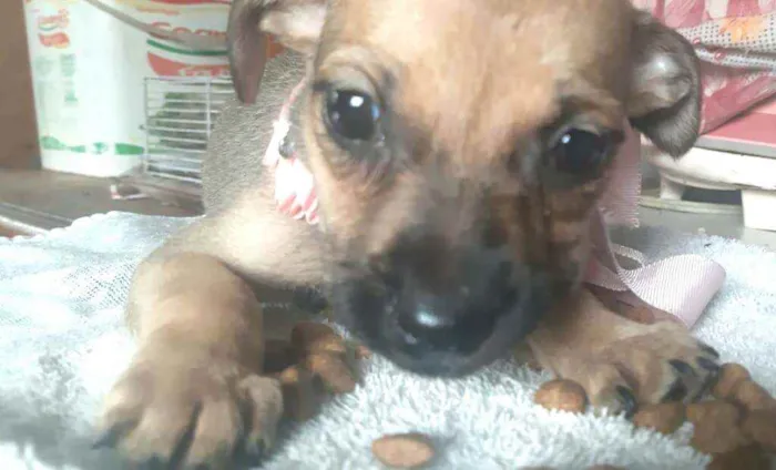Cachorro ra a  idade 2 a 6 meses nome Filhotes Sueli