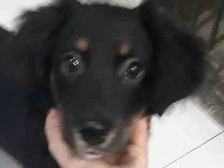 Cachorro ra a mix idade 2 a 6 meses nome teka