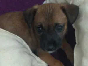 Cachorro raça srd idade 2 a 6 meses nome bebê