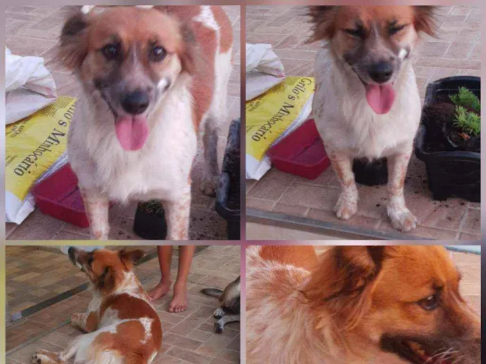 Cachorro ra a SRD idade 1 ano nome Lady Gaga