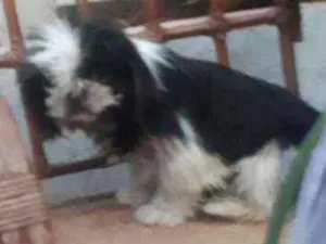 Cachorro raça Shitzu  idade 3 anos nome Bart