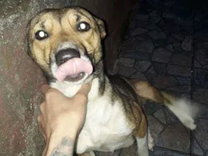 Cachorro raça Vira-lata  idade 1 ano nome Lola