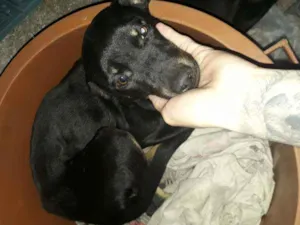 Cachorro raça Vira-lata  idade 2 a 6 meses nome Patinha 