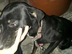 Cachorro raça Vira-lata  idade 2 a 6 meses nome Filomena