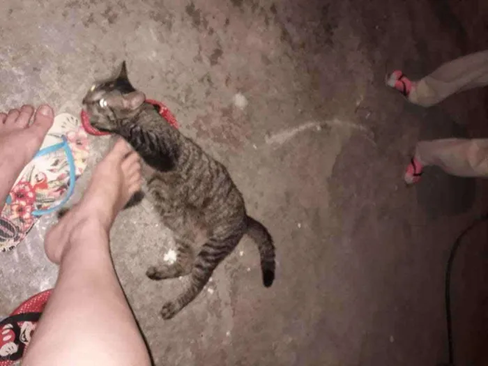 Gato raça  idade 2 anos nome Fiorina