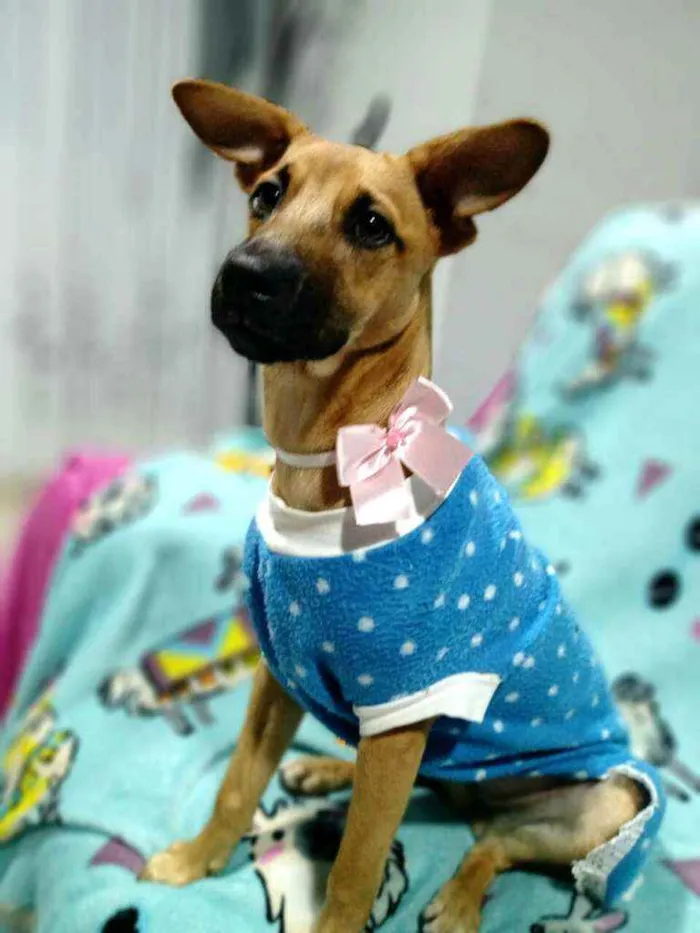 Cachorro ra a  idade 2 a 6 meses nome Caramelo