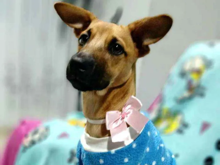 Cachorro ra a  idade 2 a 6 meses nome Caramelo