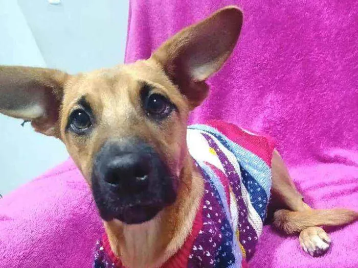 Cachorro ra a  idade 2 a 6 meses nome Caramelo