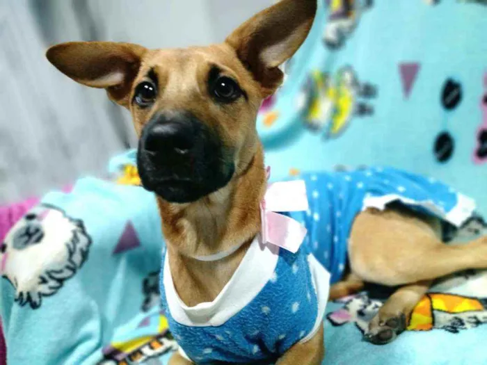 Cachorro ra a  idade 2 a 6 meses nome Caramelo