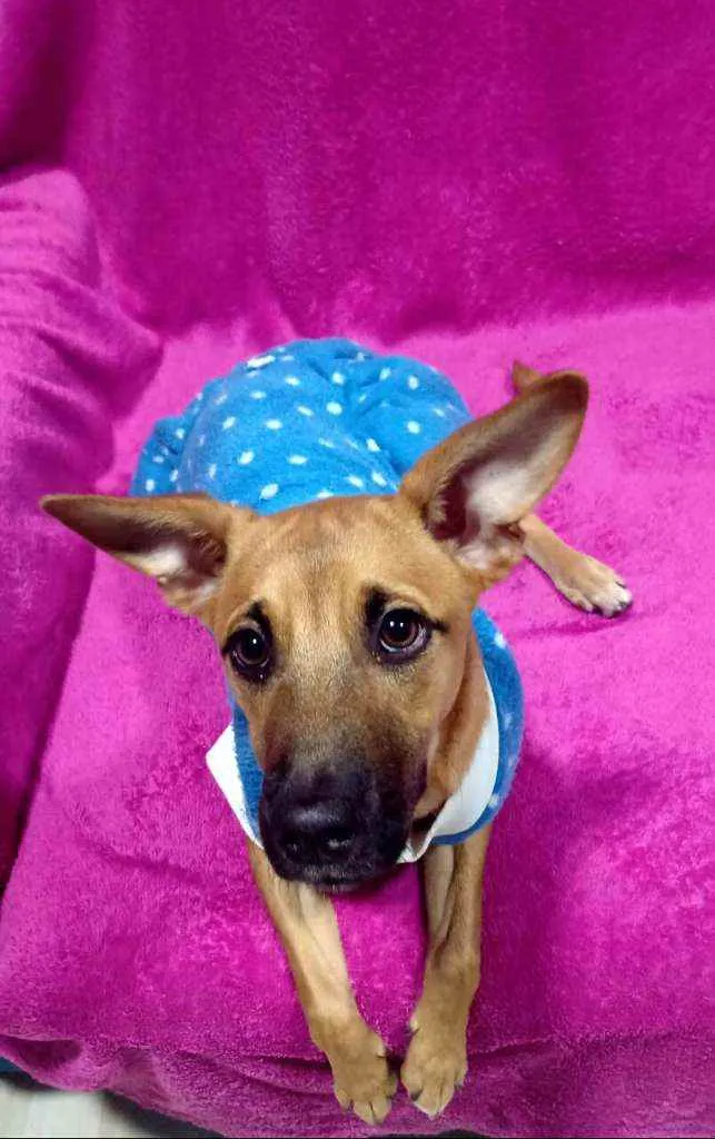 Cachorro ra a  idade 2 a 6 meses nome Caramelo