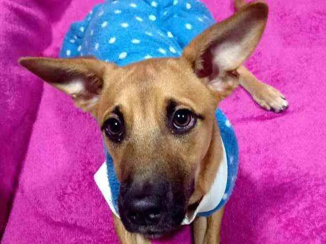 Cachorro ra a  idade 2 a 6 meses nome Caramelo