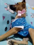 Caramelo