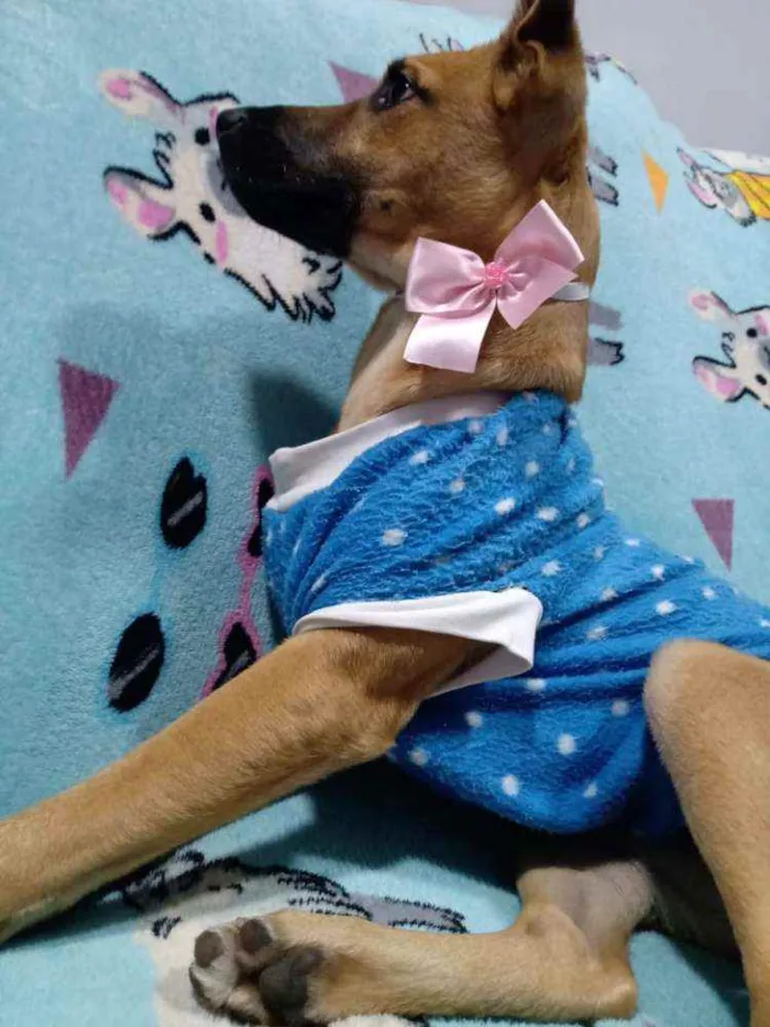 Cachorro ra a  idade 2 a 6 meses nome Caramelo