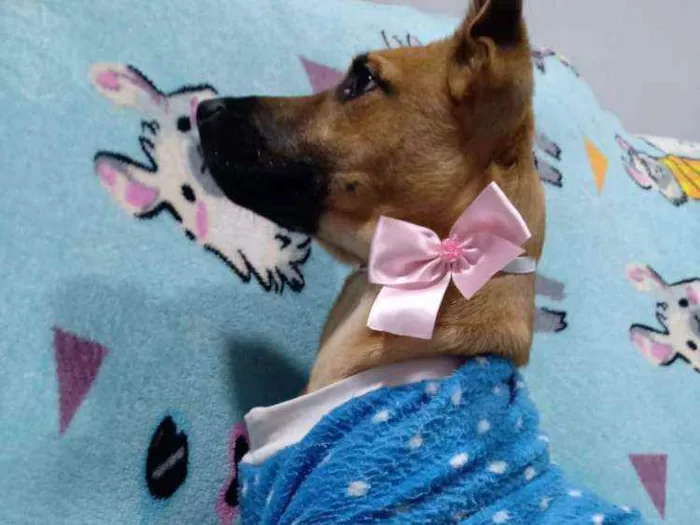 Cachorro ra a  idade 2 a 6 meses nome Caramelo