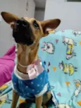 Caramelo