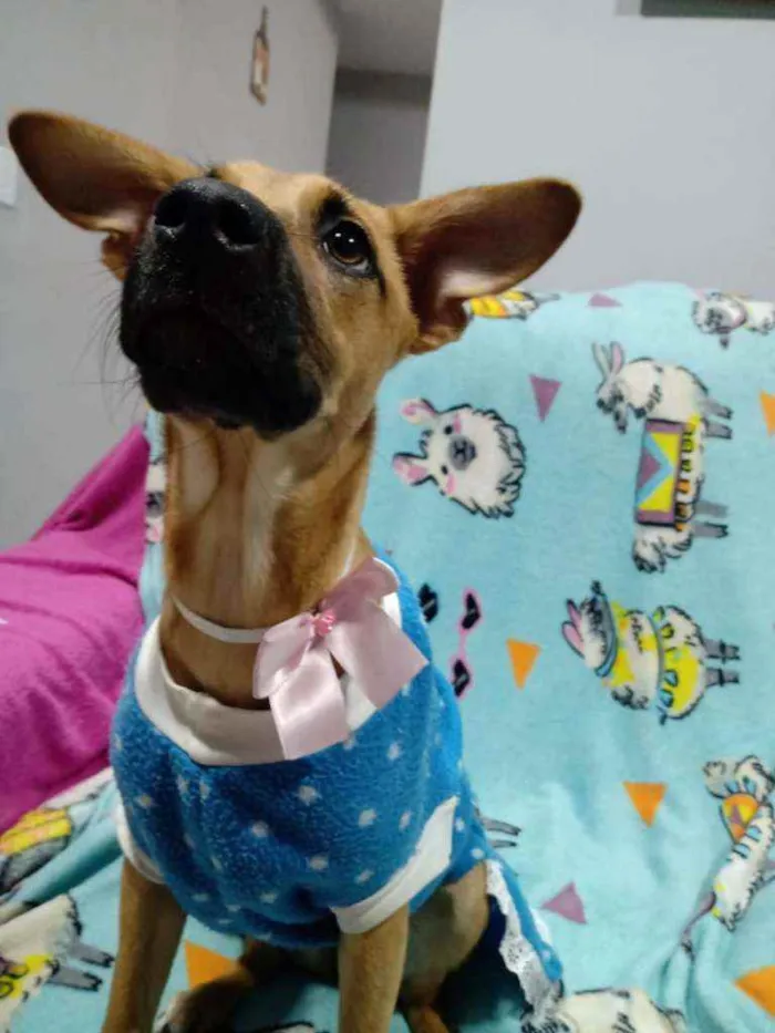 Cachorro ra a  idade 2 a 6 meses nome Caramelo