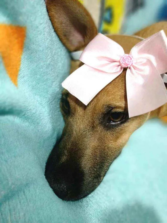 Cachorro ra a  idade 2 a 6 meses nome Caramelo