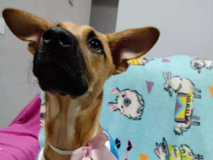 Cachorro ra a  idade 2 a 6 meses nome Caramelo