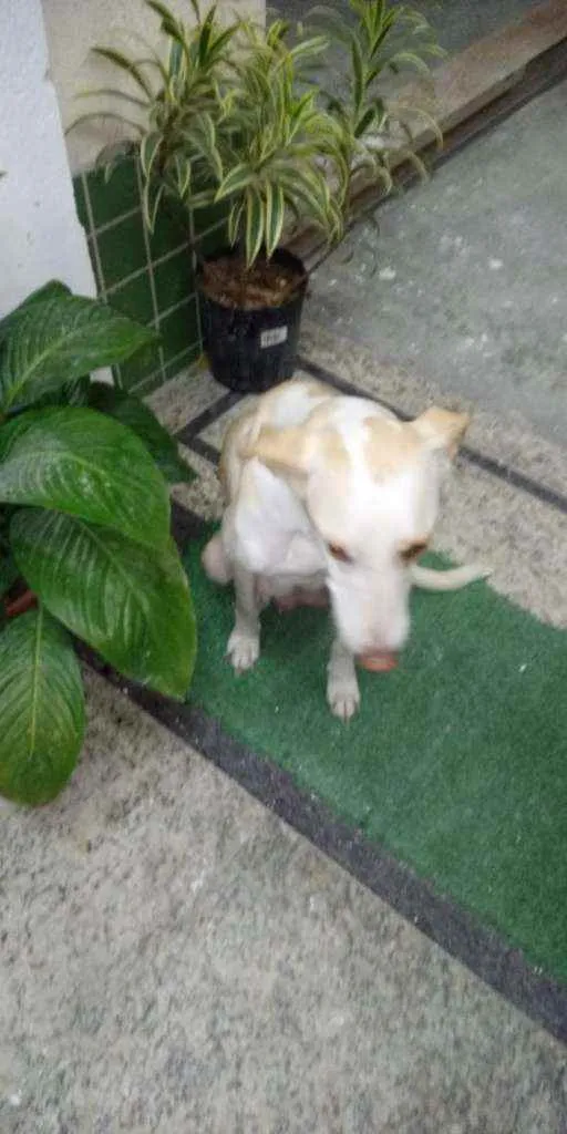 Cachorro ra a Rafeiro idade 2 anos nome Branquinha